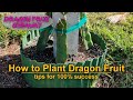 Tips on How to Successfully Plant your Dragon Fruit