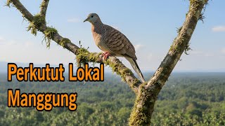 Suara Perkutut Lokal Gacor Manggung - Cocok untuk Pancingan