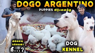 Massive ஆன Dogo Argentino Puppies For Sales | Cash On Delivery Available | Dogo Argentino DogKennel