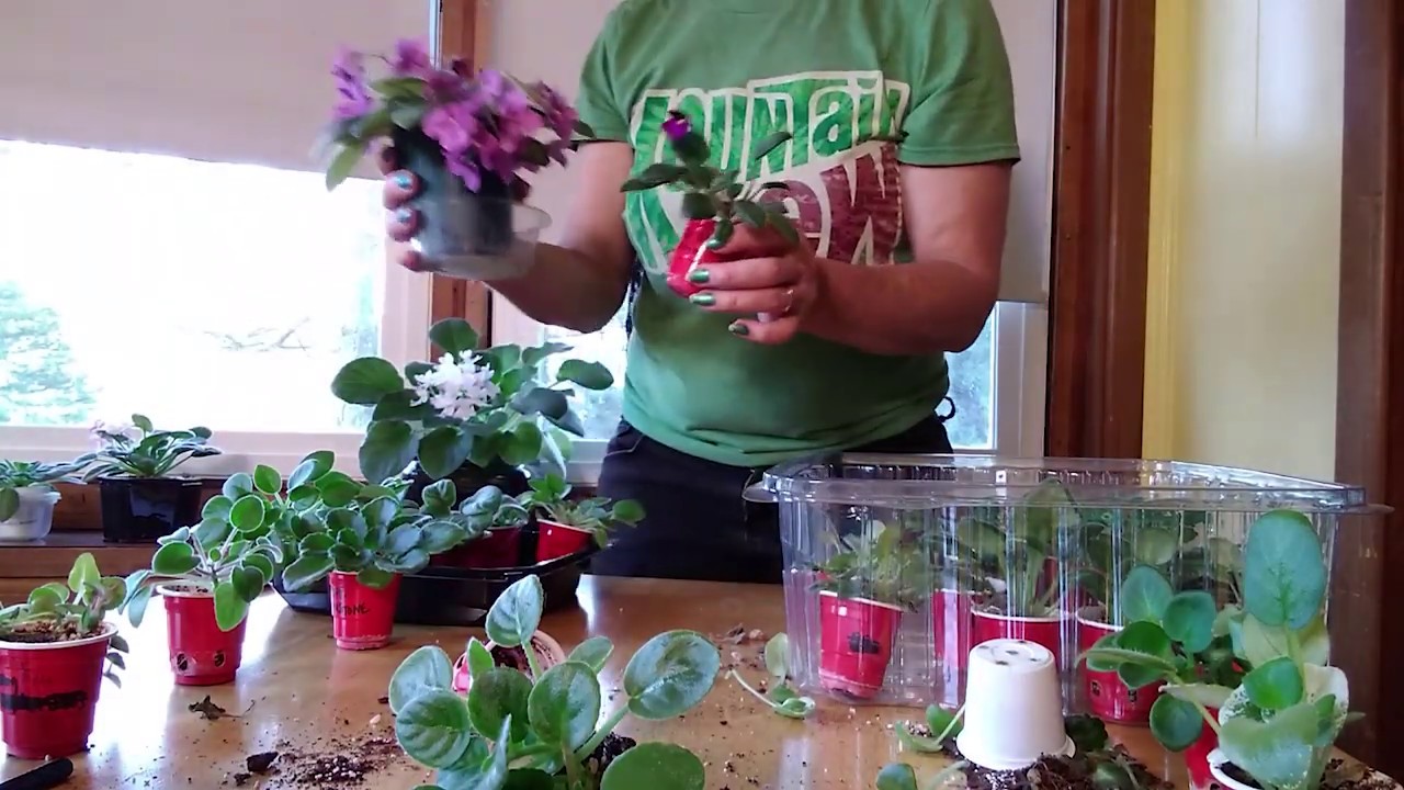 Willow's Vintage Homestead: African Violets