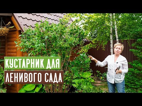 Video: „Garden Jasmine“, Alebo Chubushnik. Pestovanie, Výsadba A Starostlivosť. Popis, Fotka