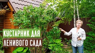 ЖАСМИН САДОВЫЙ или ЧУБУШНИК 🌸 Особенности выращивания, ухода и ОБРЕЗКА / Садовый гид