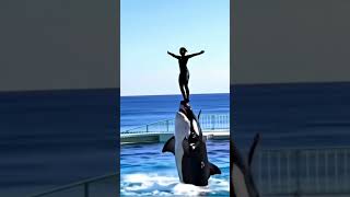 Download Lagu Radcliffe Orca Attack #shorts #reel #news MP3 Download Lagu Radcliffe Orca Attack #shorts #reel #news MP3
