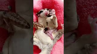 Ever Seen Twin Sugar Glider Joey in Mothers Pouch sugarglider sugarglidercare