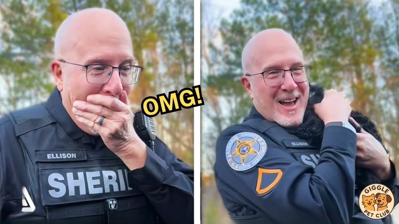 Сюрприз от нового щенка 🐶 Когда новый щенок меняет всё!💕