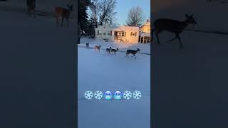 Beautiful  Deers Walking On The Snow