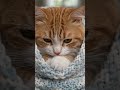 All cat lovers 200 subscribers karwa do.. #viral #ytshorts #funny #love #youtuberchannel #catlove