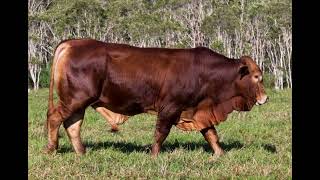 Droughtmaster Cattle - Everything You Need To Know