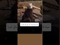 حياة هادئة بصحبة كلب خير مافي الدنيا Foryou اكسبلور Fpy Shorts 