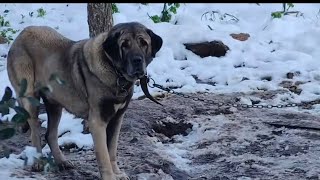 Malaklı, Çoban Köpeği. ❄Karlı Zaman. Kayışdağı Gezinti