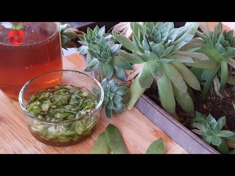 Video: Sempervivum informācija: uzziniet par Sempervivum kopšanu un apkopi