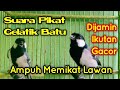 Suara pikat gelatik batu || Gelatik batu betina gacor