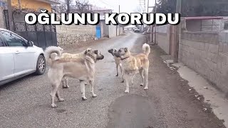 OĞLUNU KORUYAN ANNE KANGAL AZAPIN ANNESİNİ BULDUM