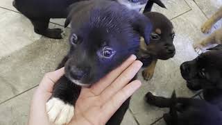 German Shepherd and Pitbull mix 7 Month update Net Worth