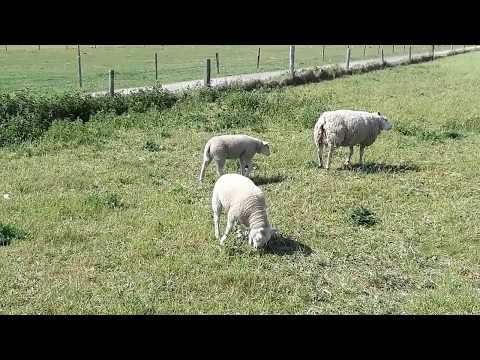 Ameland youtube 1