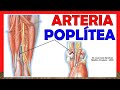 🥇 ARTERIA POPLÍTEA, Anatomía. ¡Explicación Fácil y Sencilla!