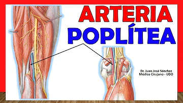 Dove si trova l'arteria poplitea?