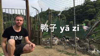 Chinese in China 003 Duck and Goose 鸭子 🦆和 鹅