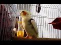 Попугай корелла поет. Пение кореллы Тимошки. Cockatiel sings