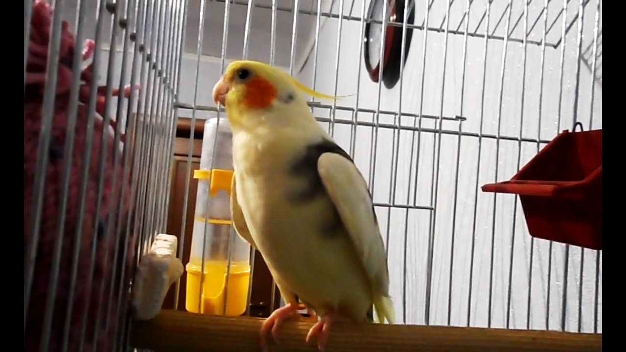Звуки попугая скачать бесплатно mp3