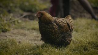 Video thumbnail of "Agnès Bihl - Le tango stupéfiant (very bad trip dans le Loiret) - Clip officiel"