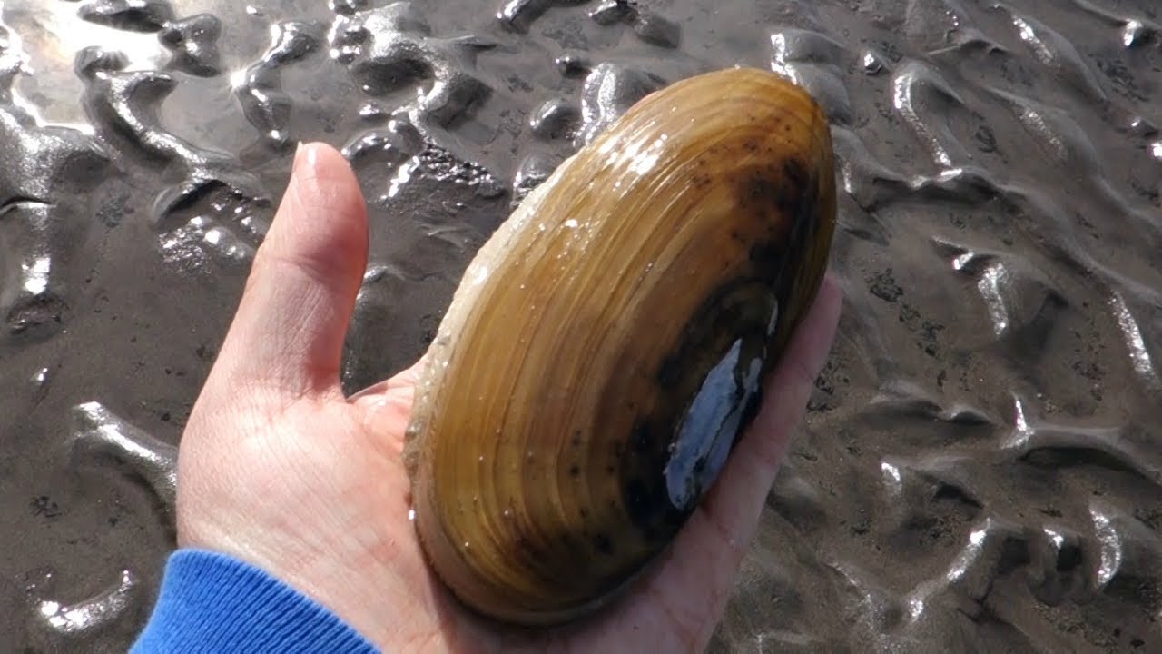 Best of Alaska Digging RAZOR CLAMS YouTube