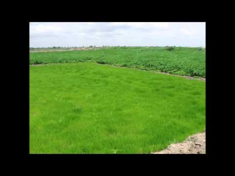 M Revathi, an organic farmer, explains how organic farming will address