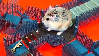MAJOR HAMSTER is the new INDIANA JONES - Best ancient temple adventures by Major Hamster & Friends 251,859 views 11 months ago 34 minutes