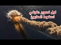 اوصل تصوير حقيقى ل سقوط الصاروخ الصيني فى بحيرة العرب - الحمد لله ❤