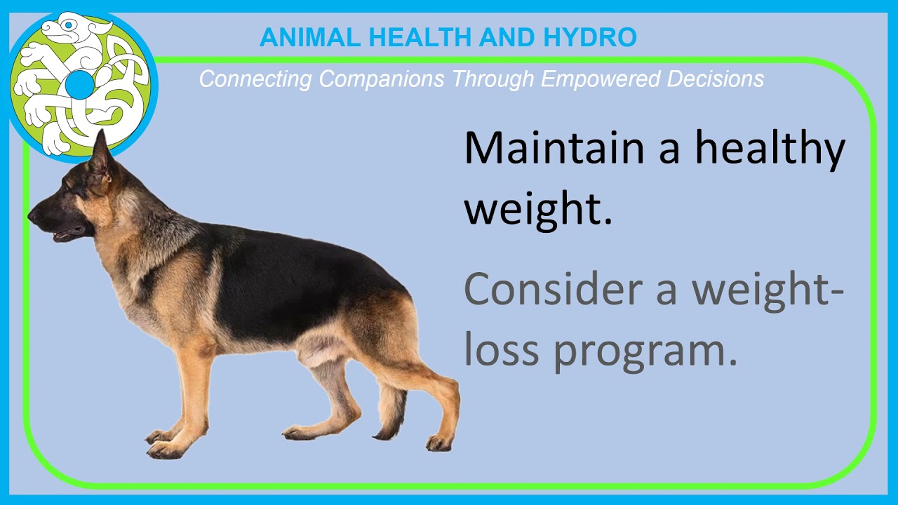 AHAH IVDD video infographic