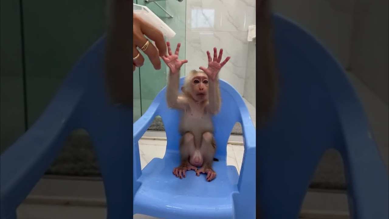 Bébé singe découvre le monde à la maison 🐒✨