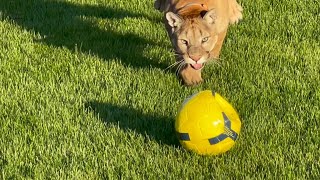 Messi and Gerda play ball together!