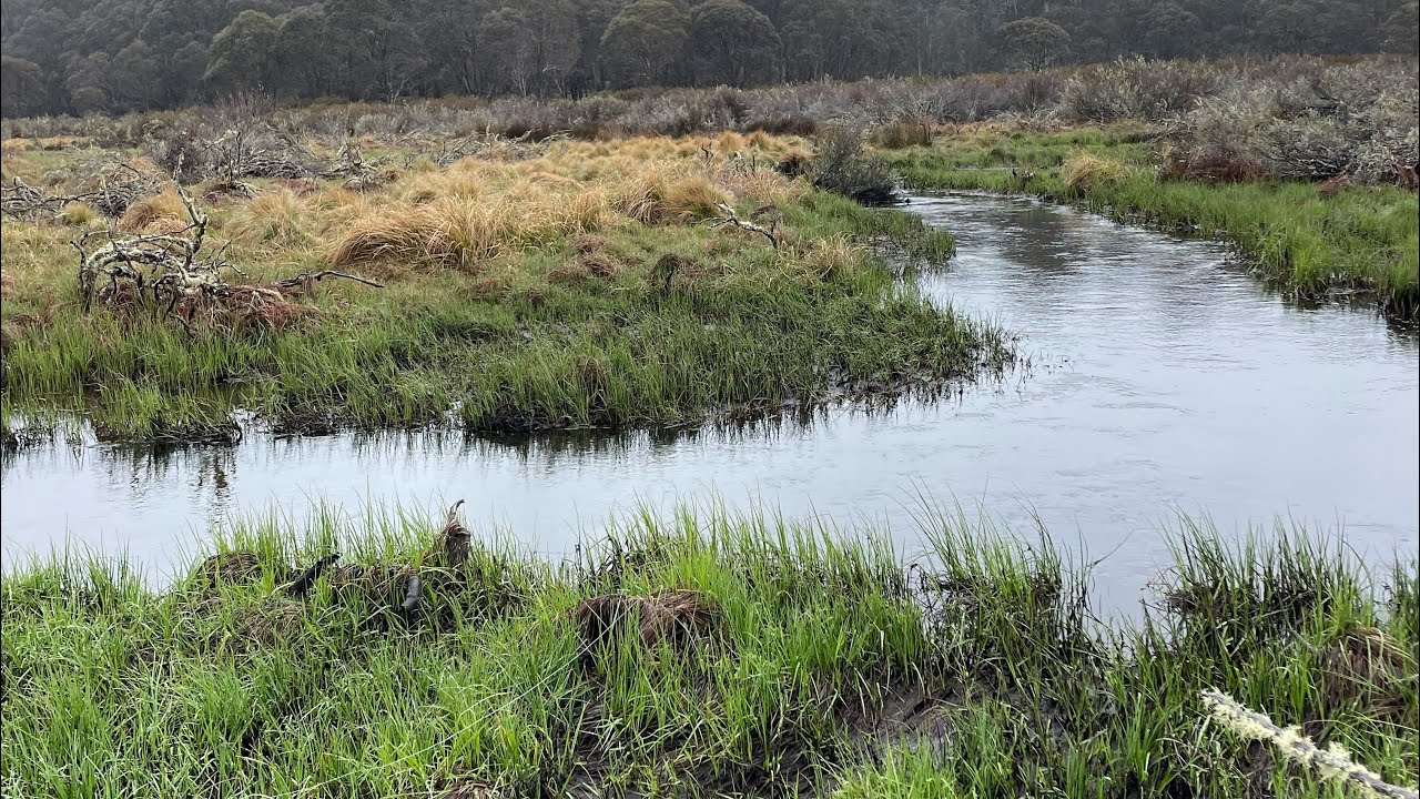 Trout on dry fly in the Barrington tops YouTube