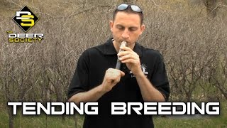 Tending Grunt vs. Breeding Grunt