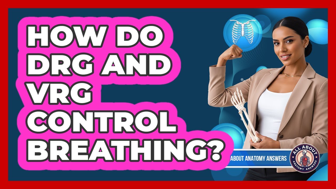 How Do DRG And VRG Control Breathing? - YouTube
