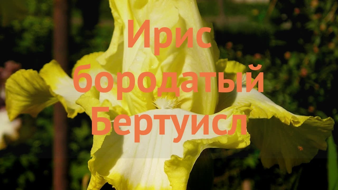 Ирис бородатый Бертуисл 🌿 бородатый ирис Бертуисл обзор: как сажать, саженцы ириса Бертуисл