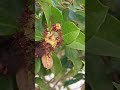 Tratamiento vs " hormigas rojas "