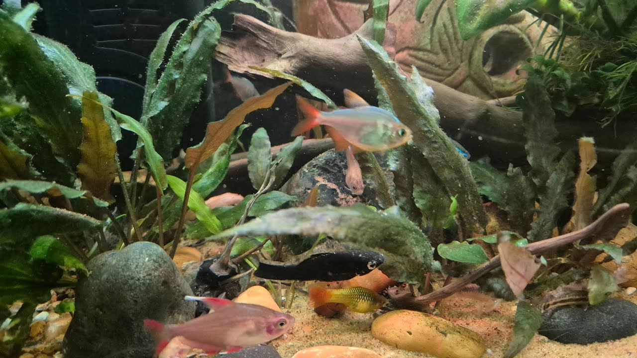 Cztery miesiące od założenia akwarium to okres, w którym zbiornik powinien być już w pełni dojrzały