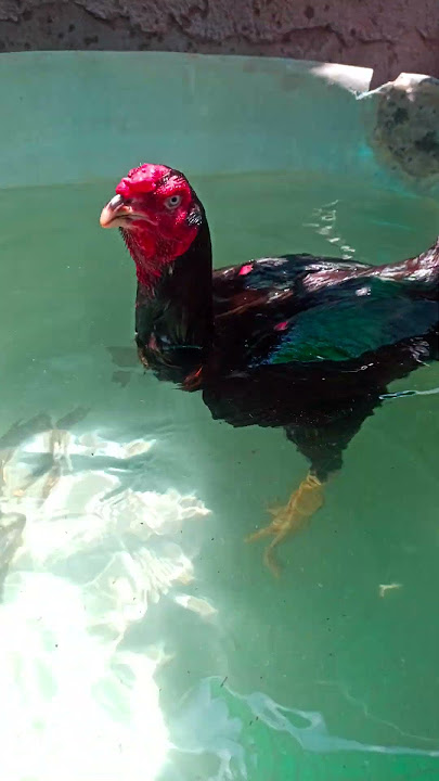 Swimming Training for Aseel chicken đĨđą #aseel #rooster #chicken #india #subscribe #shorts