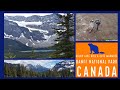 Helen Lake Hike &amp; Cute Marmots - Banff National Park - Canadian Rockies #helenlake #hoarymarmot