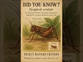 #TropicalCricket #Cricket #InsectFacts #NatureInfographic #BugWorld #Wildlife #RainforestInsect