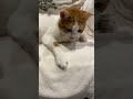 🐈🐈#catvideo2026 #catviralshorts #cat #fypcats #viralcats