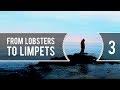 Sailing Around The World - From Lobsters to Limpets - Living With The Tide Ep 3