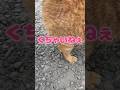 【#うおロケ】未公開シーンpart17：猫にメロメロ♡【#うおむすめ】 #vtuber #shorts