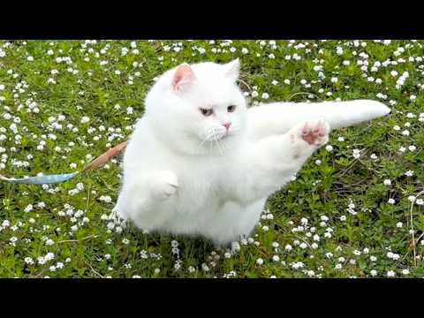 ポムさんとしまちゃん / ねこべや。 - YouTube