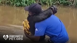 Chimpanzé se reencontra com homem que salvou sua vida e lhe dá o maior abraço