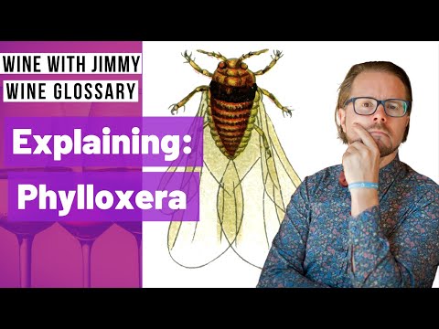 Video: Vine phylloxera: causes and control measures