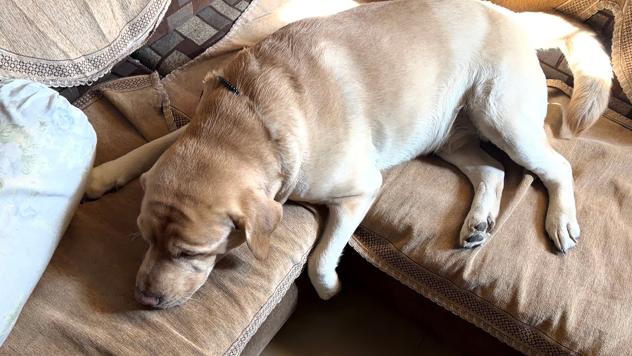 Iss ko kya ho geya ?🤔😦 | Daily Vlog– 42 |