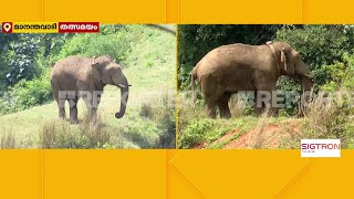 കാട്ടാന വീണ്ടും ജനവാസമേഖലയിലേക്ക് | Wild Elephant | Wayanad