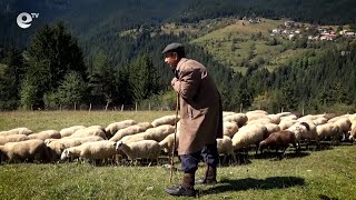 Истории извън новините - Овчарят-пазител на планината